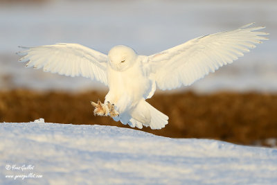 Harfang des neiges mâle - Male Snowy Owl - 57 photos