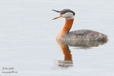 Grbe jougris - Red-necked Grebe - 11 photos