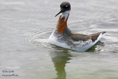 Phalarope  bec troit femelle #6468.jpg