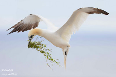Fou de Bassan - Northern Gannet - 2 photos
