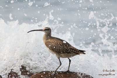 Courlis corlieu - Whimbrel - 12 photos