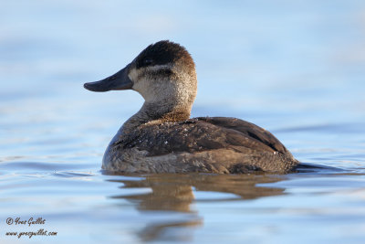 rismature rousse - plumage internuptial #5913.jpg