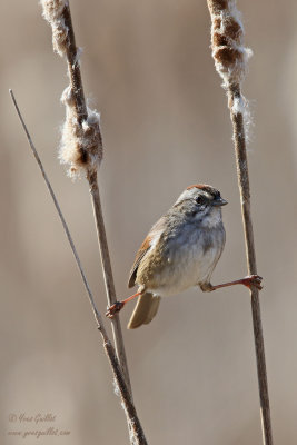 Bruant des marais - Swamp Sparrow - 6 photos