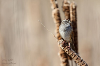 Bruant des marais - Swamp Sparrow - 6 photos