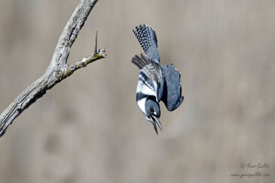 Martin-pcheur d'Amrique - Belted Kingfisher - 18 photos