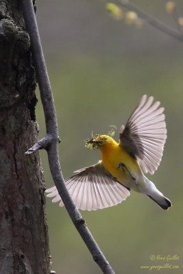 Paruline orange - Prothonotary Warbler - 28 photos