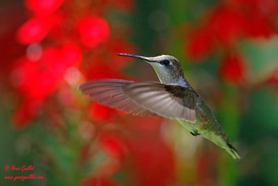 Colibri  gorge rubis - Ruby-throated Hummingbird - 18 photos