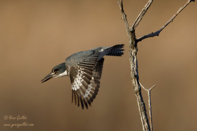 Martin-pcheur d'Amrique - Belted Kingfisher - 18 photos