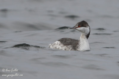 Grbe esclavon - Horned grebe - 12 photos