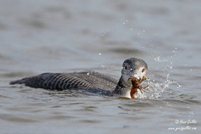 Plongeon huard - Common Loon - 53 photos