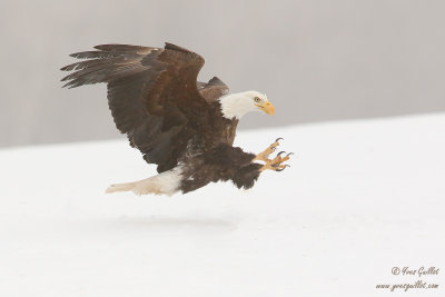 Pygargue  tte blanche - Bald Eagle - 74 photos