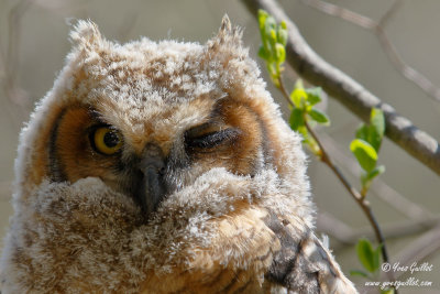 Grand-duc d'Amrique - Great Horned Owl  - 4 photos