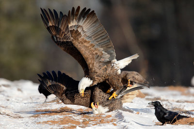 Pygargues - bagarre - Bald Eagles Fight #5108.jpg