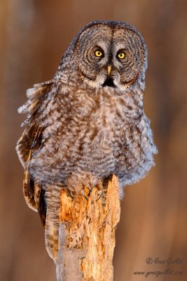 Chouette lapone - Great Gray Owl - 20 photos