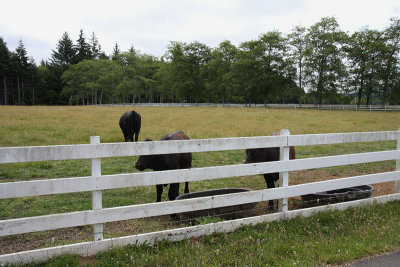 Resident cows