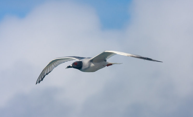 South Plazas Swallow-Tailed Gull