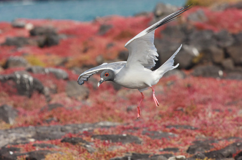 South Plazas Swallow-Tailed Gull