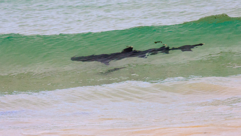 Floreana White Tipped Reef Shark at the shoreline