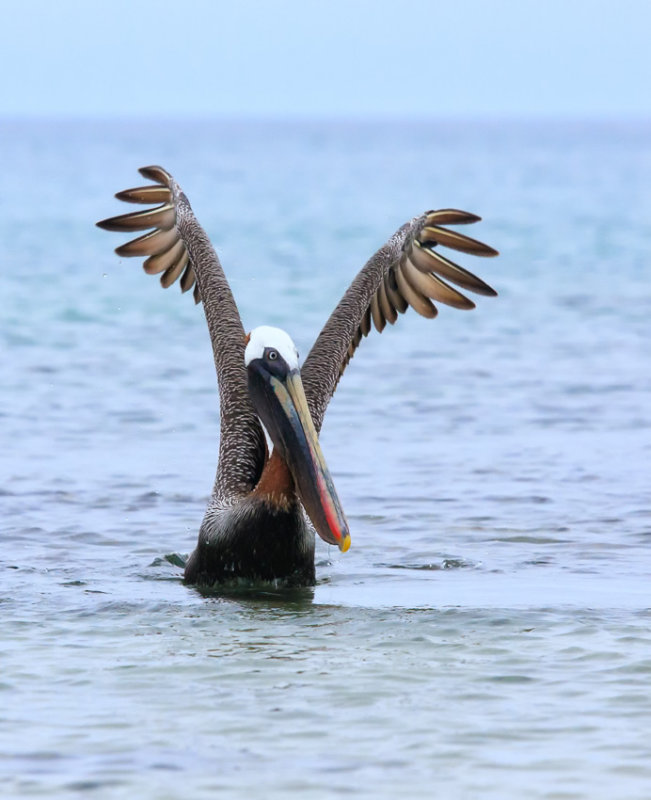 Floreana Brown Pelican
