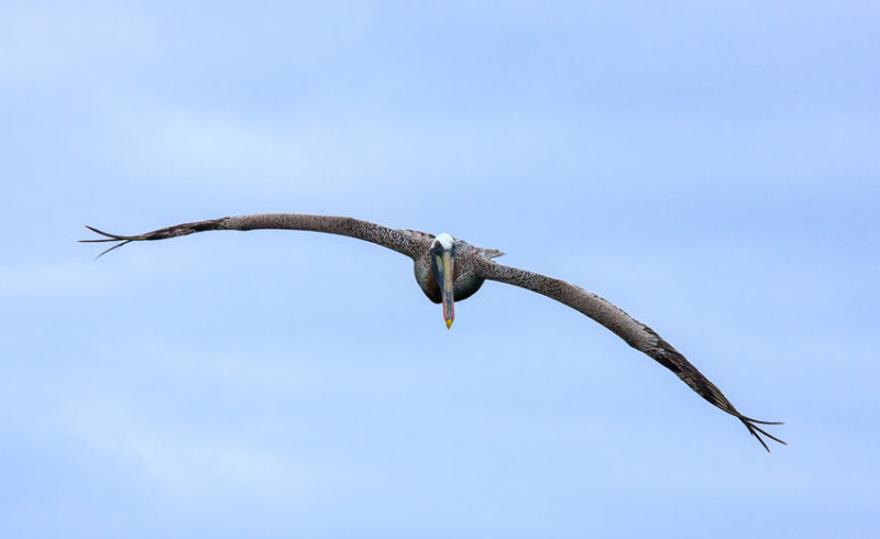 Floreana Brown Pelican
