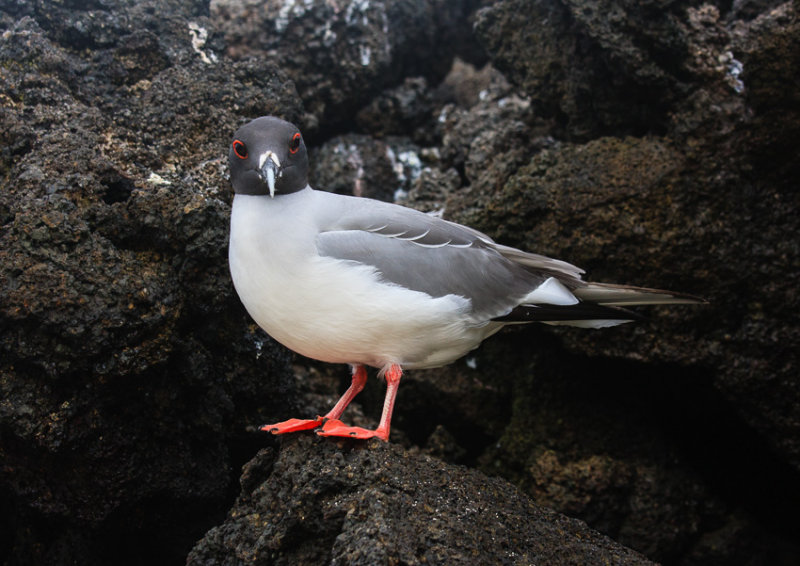 Genovesa Swallow-Tailed Gull