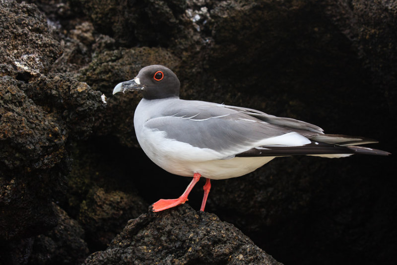 Genovesa Swallow-Tailed Gull