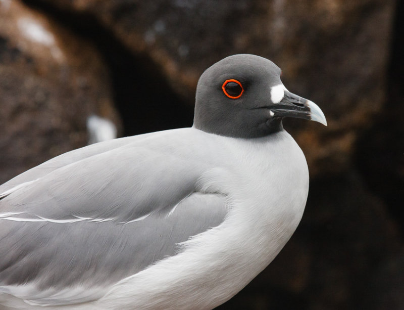 Genovesa Swallow-Tailed Gull