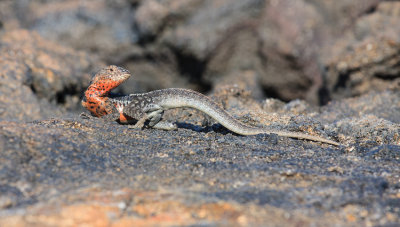 Fernandina Lava Lizard