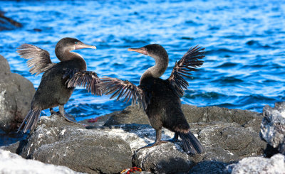 Fernandina Flightless Cormorants
