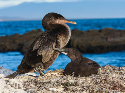 Fernandina Flightless Cormorant With Chick