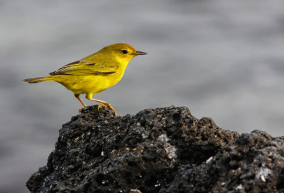 Isabella Yellow Warbler