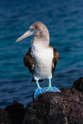 Isabella Blue-Footed Booby