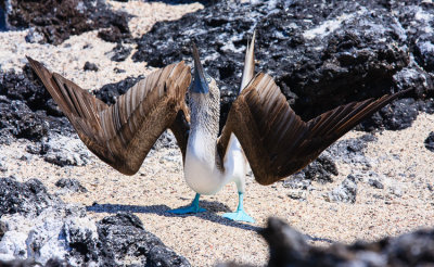 Isabella Blue-Footed Booby Displaying