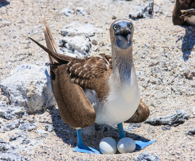 Isabella Blue-Footed Booby
