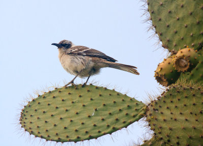 Santa Fe Galapagos Mockingbird
