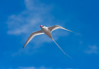 South Plazas Red-Billed Tropicbird