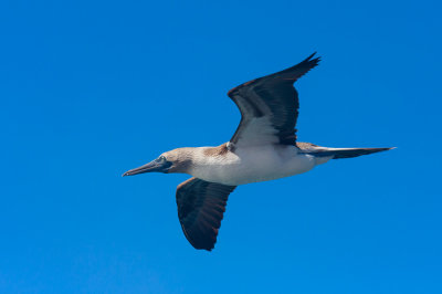 South Plazas Blue-Footed Booby