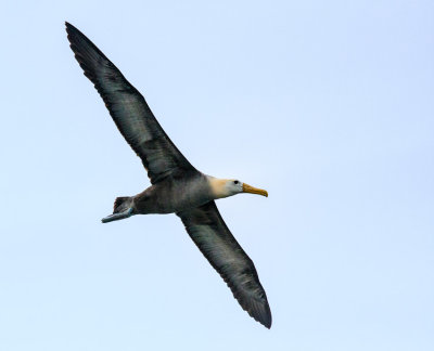 Espaola Waved Albatross