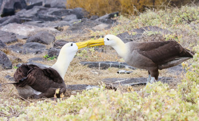 Espaola Waved Albatrosses