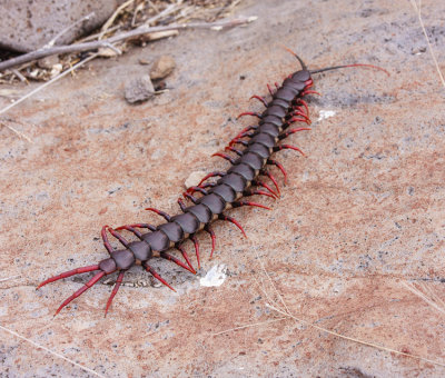 Espaola Galapagos Centipede