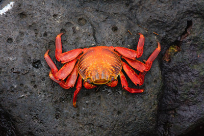 Espaola Sally Lightfoot Crab
