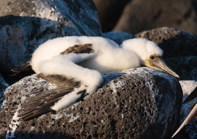 Isla Lobos Blue-Footed Booby Chick