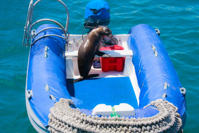 San Cristobal Sea Lion Taking The Panga For A Ride
