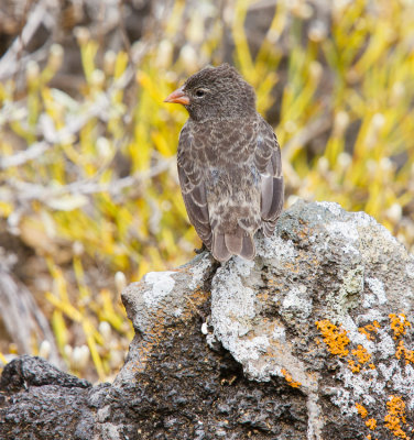 San Cristobal Galapagos Finch