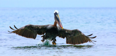 Floreana Brown Pelican