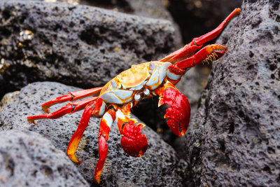 Floreana Sally Lightfoot Crab