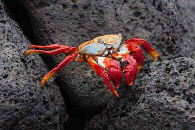 Floreana Sally Lightfoot Crab