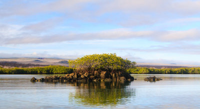 Santa Cruz Mangroves