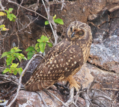 Genovesa Short-Eared Owl (Bad Right Eye)