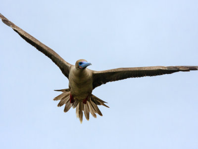 Genovesa Red-Footed Booby